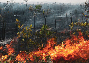Brasil. Humo de incendios criminales en la Amazonía se propaga por todo el continente