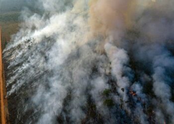 Terrorismo ambiental: la Amazonia en la mira