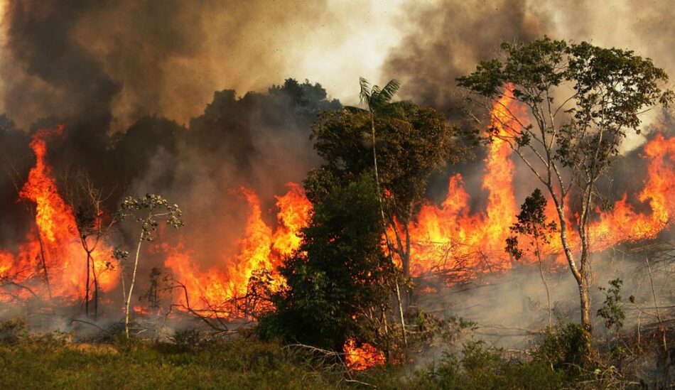 Fridays for Future lanza un llamamiento para proteger la selva amazónica: 23 de agosto