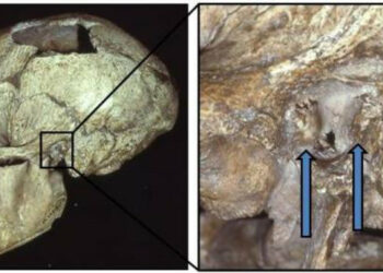 El oído de surfista era común entre los neandertales