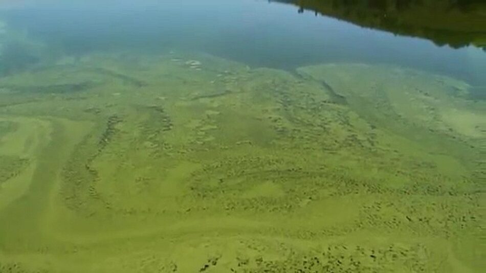 Amigos da Terra alerta da contaminación por cianobacterias no encoro das Conchas