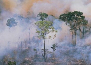 ¿Qué relación existe entre Bolsonaro y los incendios en la Amazonía?