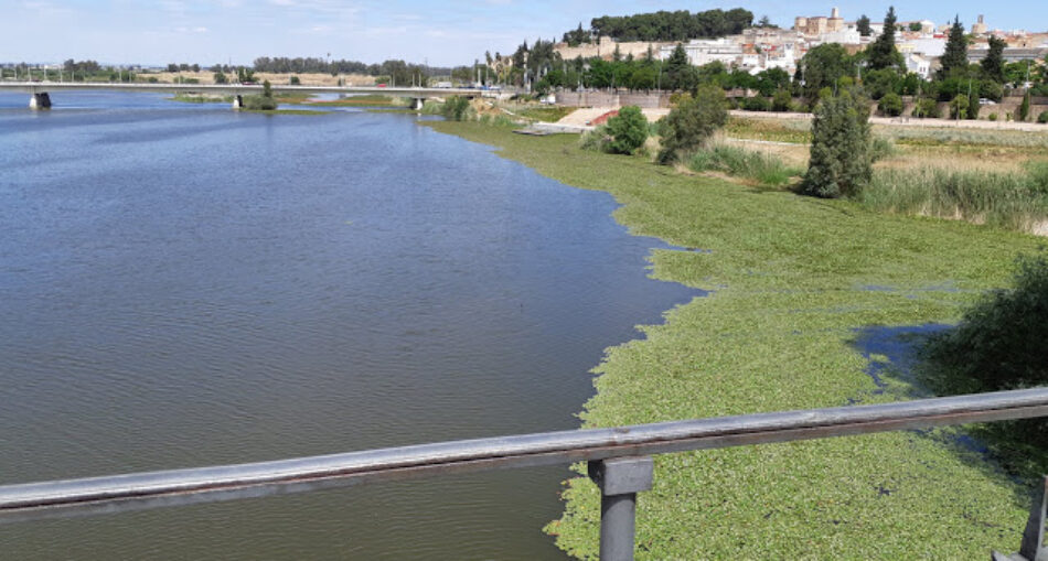 Ecologistas Extremadura opta por el desbroce del nenúfar mejicano y pide la formación de un equipo de medio ambiente en Confederación