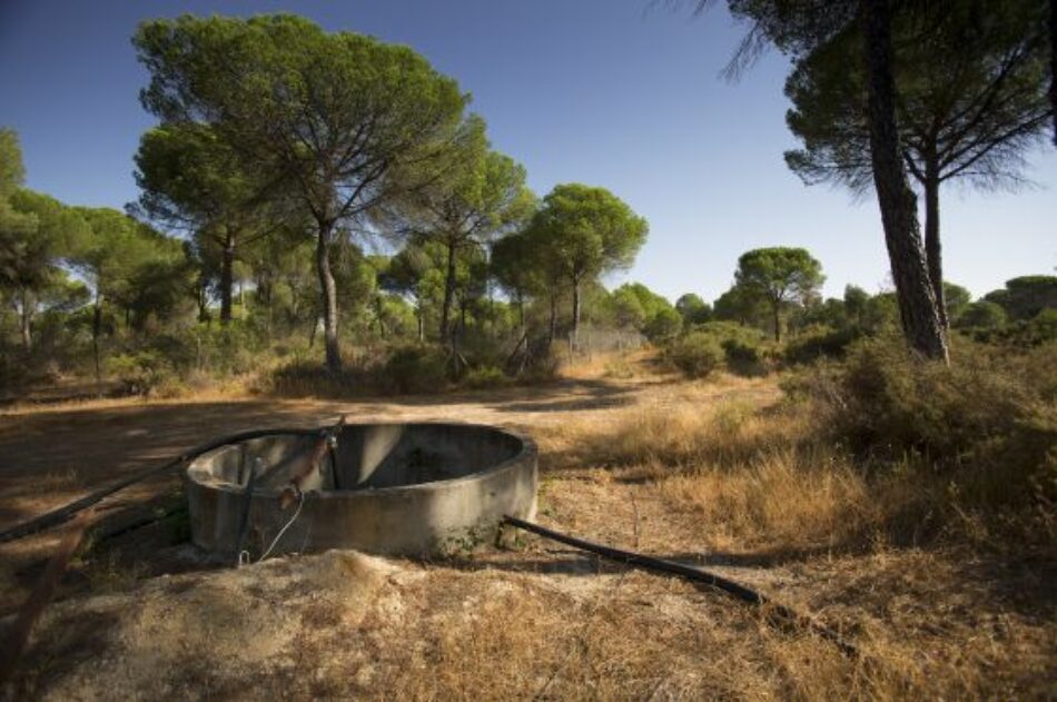 Más País Andalucía cree que ampliar el regadío en Doñana es una “medida electoralista” que supondrá “la muerte del humedal más importante de Europa”