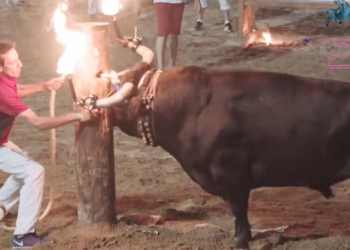 Animal Guardians y La Tortura No Es Cultura presentarán denuncia contra contra los toros embolados de La Vall d’Uxió