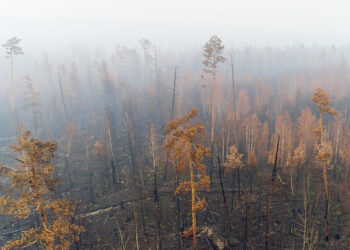 Los incendios en Siberia son una emergencia climática