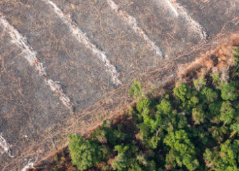 El freno a la deforestación y la reducción del consumo de carne, medidas imprescindibles contra la crisis climática y de biodiversidad