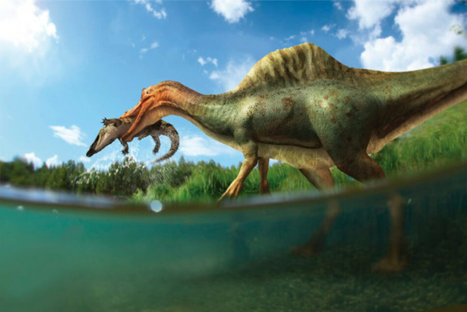 ‘Vallibonavenatrix’, el primer dinosaurio espinosáurido de la península ibérica