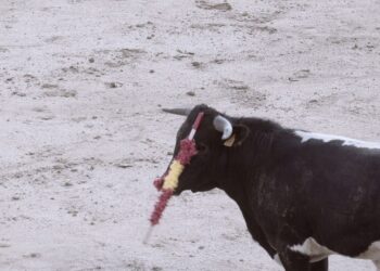 La Tortura No Es Cultura y Animal Guardians denunciarán a San Sebastián de los Reyes por infracciones muy graves durante becerrada