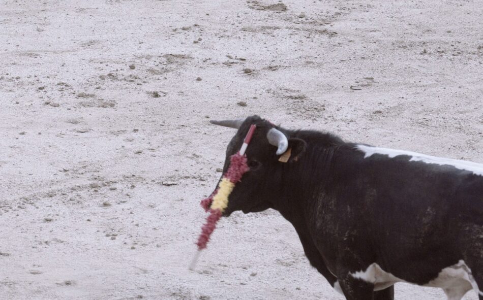 La Tortura No Es Cultura y Animal Guardians denunciarán a San Sebastián de los Reyes por infracciones muy graves durante becerrada