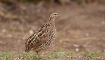Alianza Verde insta al Ministerio de Agricultura a apoyar la moratoria de la caza de codorniz