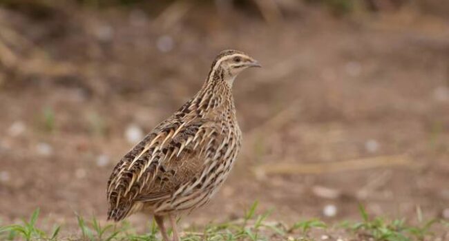 Alianza Verde insta al Ministerio de Agricultura a apoyar la moratoria de la caza de codorniz