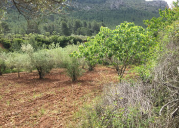 El proyecto Corta Fuegos Verdes cuenta  ya con 14 hectáreas de espacio protegido