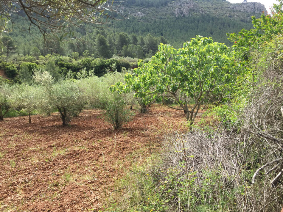 El proyecto Corta Fuegos Verdes cuenta  ya con 14 hectáreas de espacio protegido