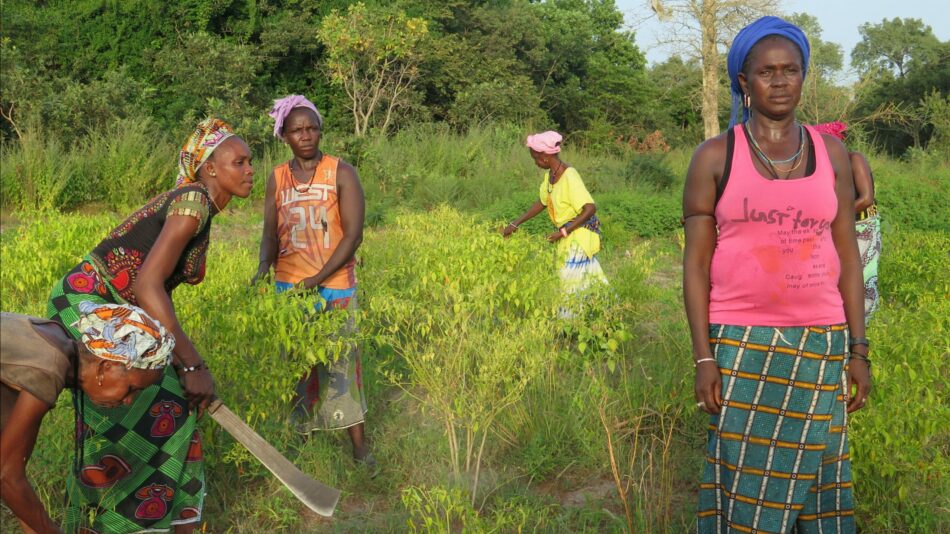 Alianza por la Solidaridad se suma a las movilizaciones por la Huelga Mundial del Clima que comienzan el día 20 junto a 300 ONGs