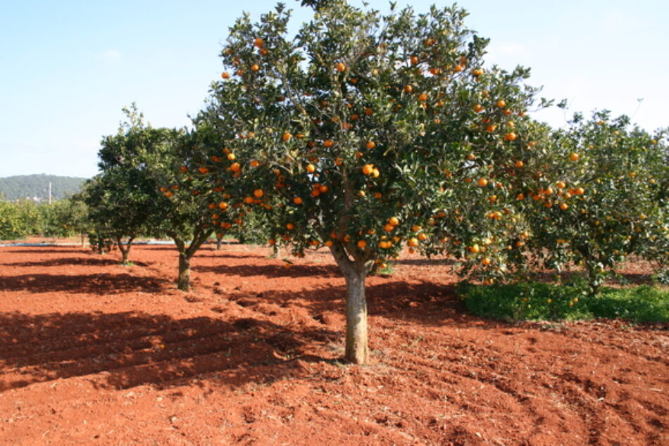 Mulet: “el Gobierno  reconoce que no ha calibrado los efectos en la agricultura del acuerdo con Mercosur mientras el de Sudáfrica continua siendo un coladero de plagas”