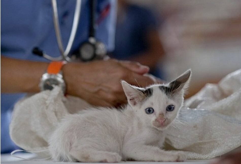 Compromís promoverá cambios en la legislación estatal para que incluya a los veterinarios como centros sanitarios
