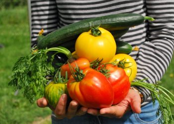 Amigos da Terra pon en marcha o proxecto “Cultivo biointensivo de alimentos: método agroecolóxico innovador para a adaptación ao cambio climático de hortas familiares e comunitarias”.