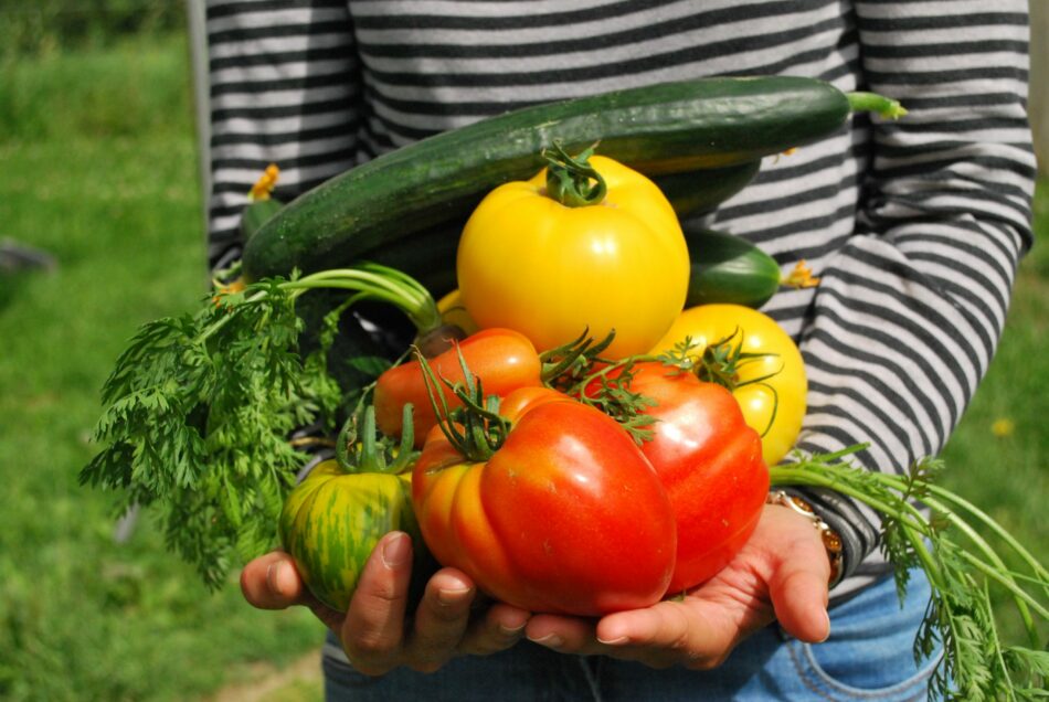 Amigos da Terra pon en marcha o proxecto “Cultivo biointensivo de alimentos: método agroecolóxico innovador para a adaptación ao cambio climático de hortas familiares e comunitarias”.