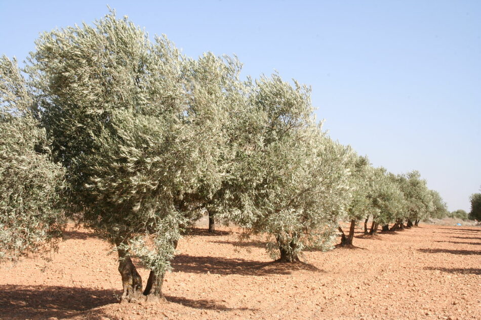 Ecologistas en Acción celebra la prohibición de la recolección nocturna del olivar