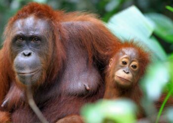 Ecologistas en Acción lanza la campaña #SiEsPalmaNoEsBio