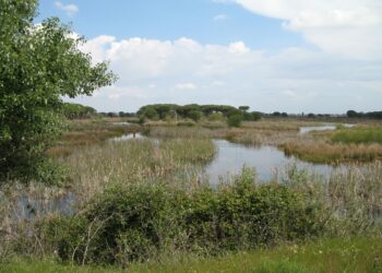 Salvemos Doñana plantea las amenazas que se ciernen Doñana sobre a los nuevos representantes de la Comisión Europea y del Parlamento Europeo