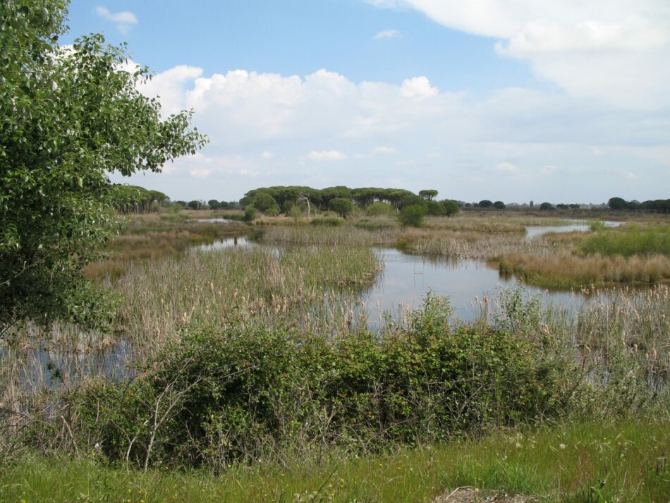 Salvemos Doñana plantea las amenazas que se ciernen Doñana sobre a los nuevos representantes de la Comisión Europea y del Parlamento Europeo