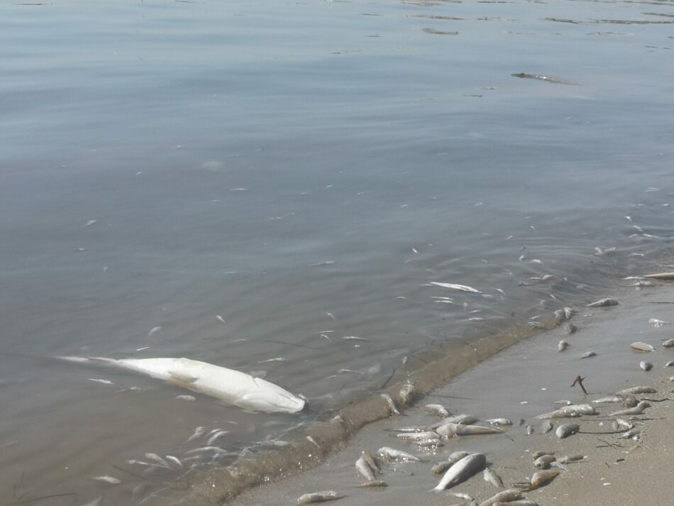 El Mar Menor se muere por la inacción institucional y su complicidad con un sector agrario intensivo e insostenible, no por la DANA