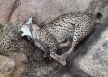 Mueren cuatro linces a manos de cazadores en Castilla-La Mancha