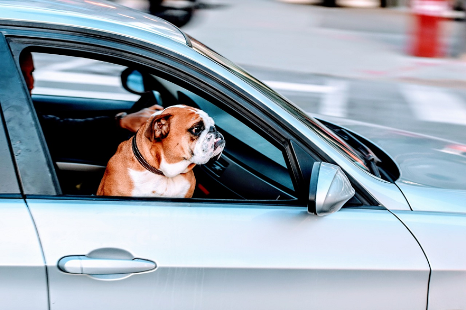 El uso de la tecnología para transportar mascotas