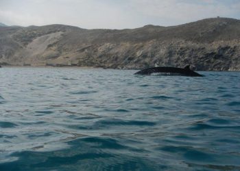 Las maniobras militares navales en el sur de España ponen en riesgo la conservación de cetáceos