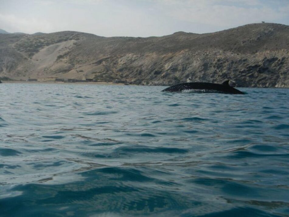 Las maniobras militares navales en el sur de España ponen en riesgo la conservación de cetáceos