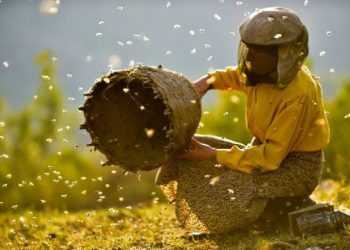 La Espiga Verde de la SEMINCI premia, por segundo año, la película con valores medioambientales