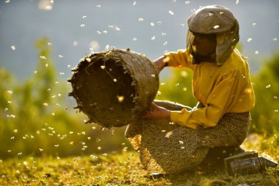 La Espiga Verde de la SEMINCI premia, por segundo año, la película con valores medioambientales