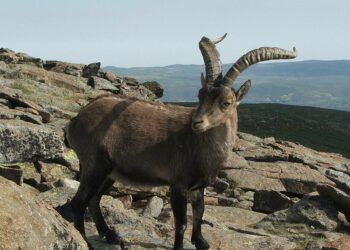 Ecologistas Extremadura denuncia la introducción de especies foráneas sin controles sanitarios destinadas a la caza recreativa