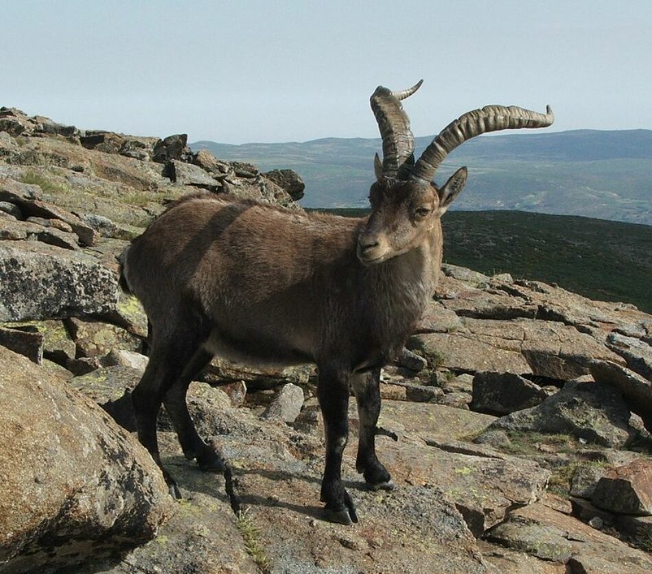 Ecologistas Extremadura denuncia la introducción de especies foráneas sin controles sanitarios destinadas a la caza recreativa