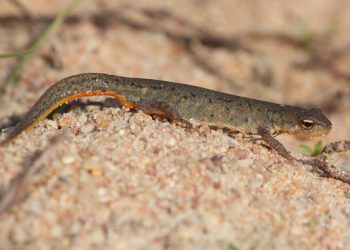 Descubren dos nuevas especies de anfibios en la península ibérica