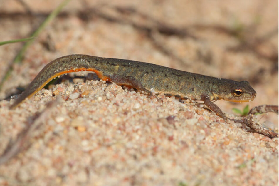 Descubren dos nuevas especies de anfibios en la península ibérica