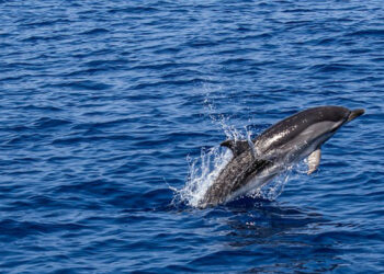 220.000 firmas para salvar nuestros mares