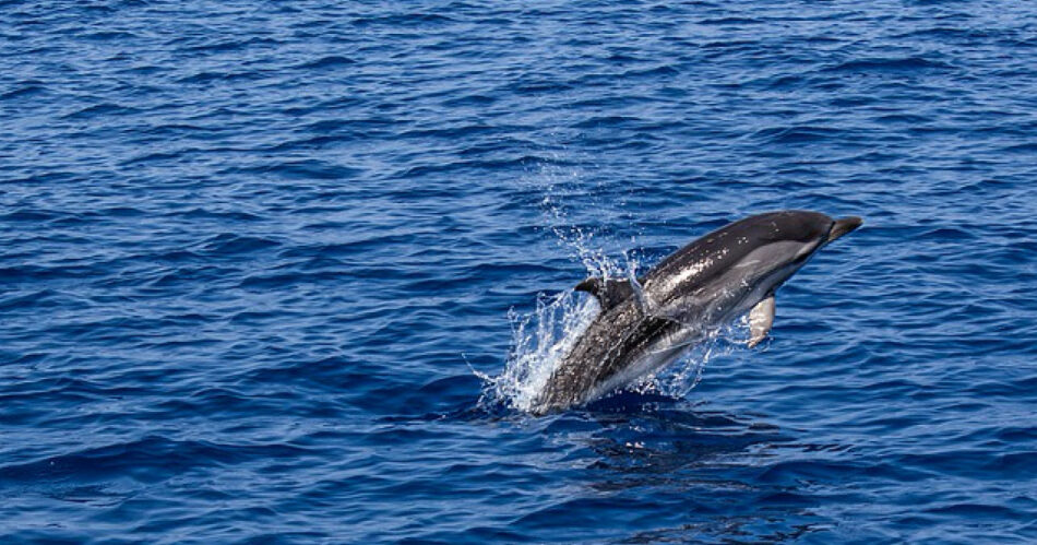 220.000 firmas para salvar nuestros mares