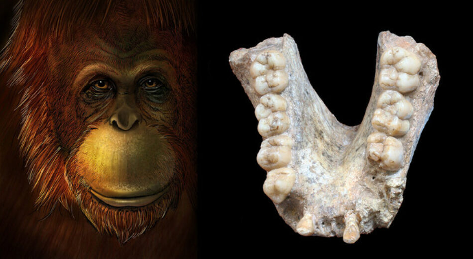 El gigante extinto ‘Gigantopithecus’ era pariente lejano del orangután