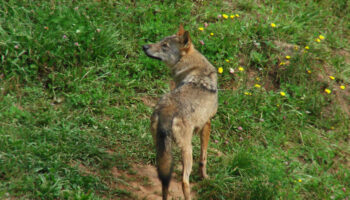 El Partido Animalista tacha a ERC y Junts de “postureo” con la defensa del lobo ibérico y solicita su expulsión de la APDDA