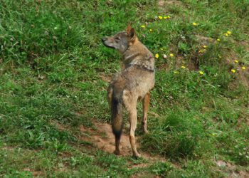 Organizaciones ecologistas asturianas denuncian el contenido del nuevo Programa de Control del Lobo