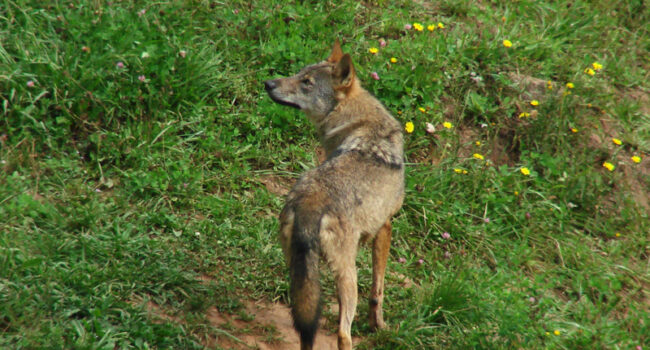 El Partido Animalista tacha a ERC y Junts de “postureo” con la defensa del lobo ibérico y solicita su expulsión de la APDDA