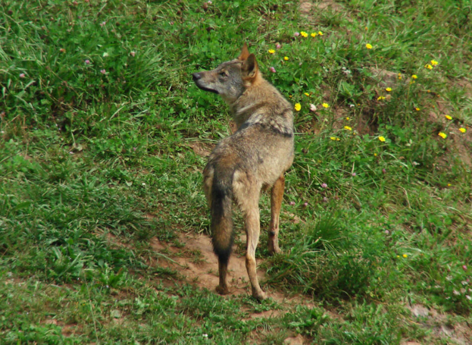 Organizaciones ecologistas asturianas denuncian el contenido del nuevo Programa de Control del Lobo