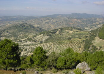 Adelante Andalucía exige partidas presupuestarias para paliar los efectos al olivar de los aranceles de EEUU