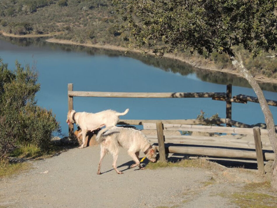 La Junta de Extremadura no responde a requerimientos del defensor del pueblo por el uso de rehalas en el Parque Nacional de Monfragüe