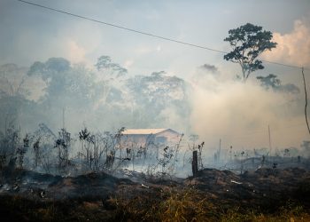La tasa de deforestación de la Amazonía se ha incrementado un 30% en el último año