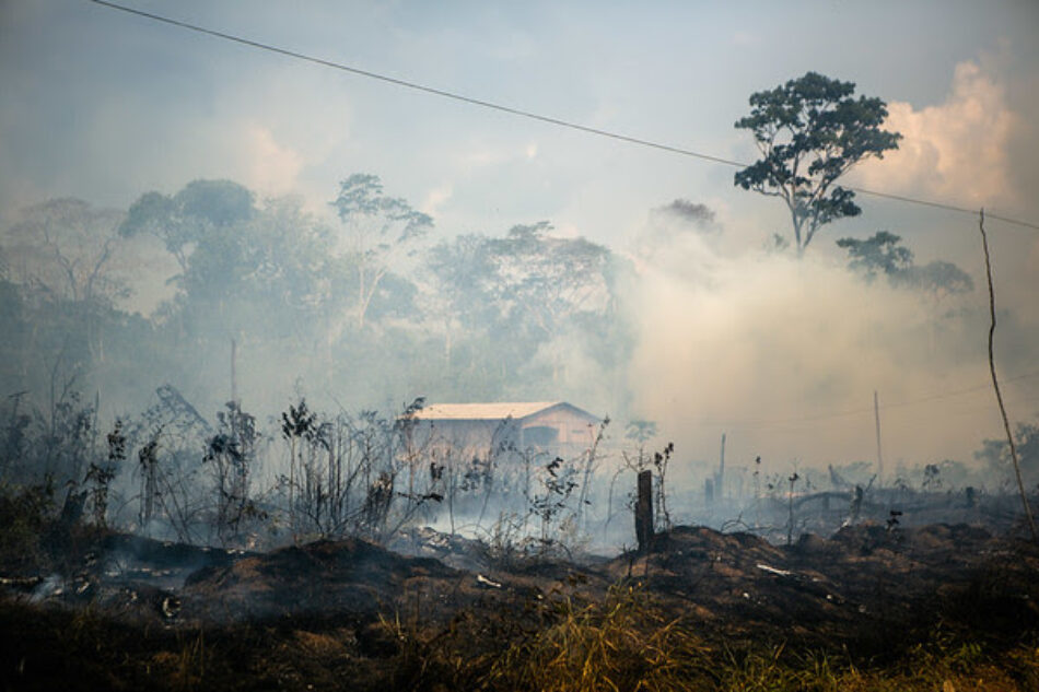 La tasa de deforestación de la Amazonía se ha incrementado un 30% en el último año
