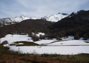 Coordinadora Ecoloxista d’Asturies: «tememos por la suerte de la osezna Saba liberada en Picos de Europa»